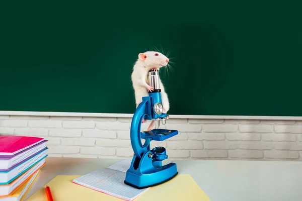 Niedliche Ratte auf dem Mikroskop im Schullabor. Lustige weiße Ratte, die aus einem Käfig schaut. Labormaus im Klassenzimmer. — Stockfoto