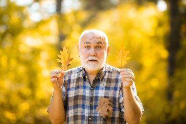 Sonbahar ve aktif tatiller. Aktif kıdemli adam sonbahar ormanında yapraklarla oynayıp eğleniyor. Kıdemli adam sonbahar parkında yürüyüş yapıyor. Dedemin sonbahar portresi..