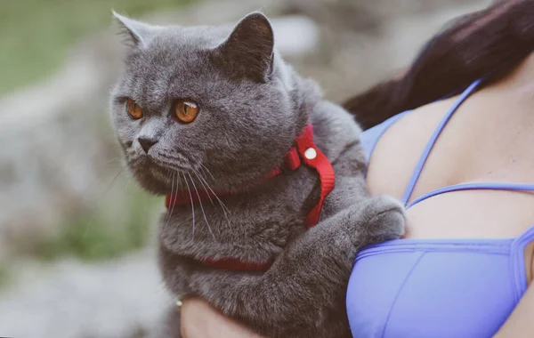 Bella femmina che tiene e coccola simpatico gatto stenografia. Bella donna con un gatto grigio. Il gatto è grigio soffice. Il concetto di animale sorpreso o stupito . — Foto Stock