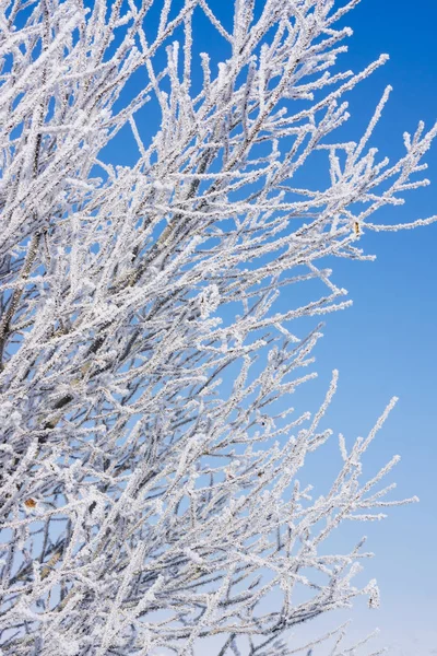 Snow Covered Nature