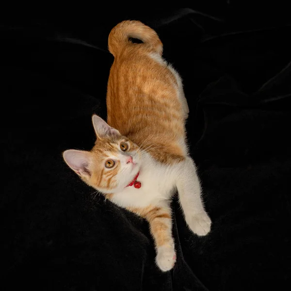 Lying Ginger Cat with Tail Cute Gazing on Black Fabric Background