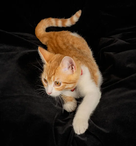 Lying Ginger Cat with Tail Cute Gazing on Black Fabric Background