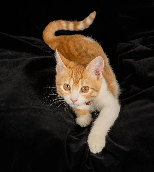 Lying Ginger Cat with Tail Cute Gazing on Black Fabric Background