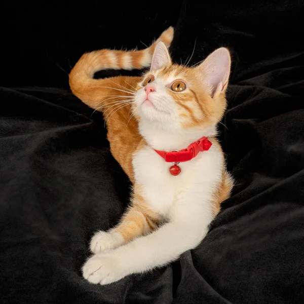 Lying Ginger Cat with Tail Cute Gazing on Black Fabric Background