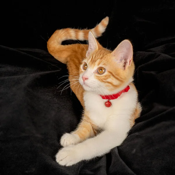 Lying Ginger Cat with Tail Cute Gazing on Black Fabric Background