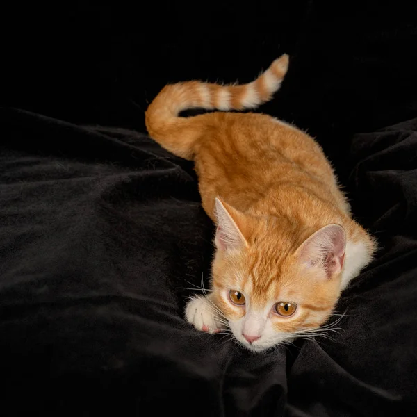 Lying Ginger Cat with Tail Cute Gazing on Black Fabric Background