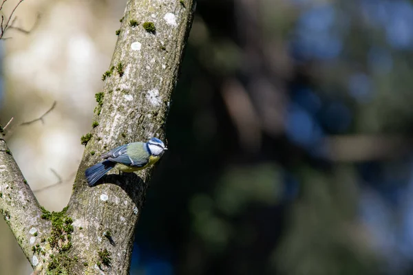 Blue Tit Forrest — 스톡 사진