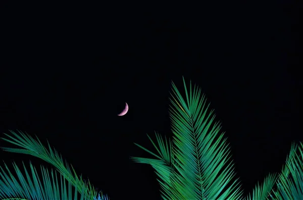 Romantic Crescent Moon with palm tree leaves at night - tropical vacation honeymoon destination