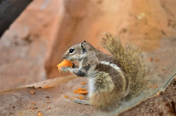 Barbary Ground Squirrel Atlantoxerus Getulus 吃胡萝卜 — 图库照片