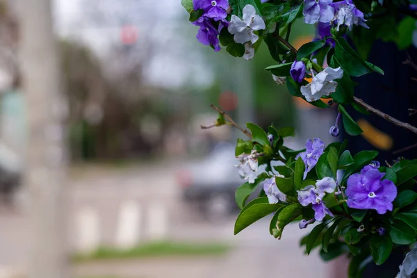 Βιολετί Λουλούδια Φόντο Θαμπάδα — Φωτογραφία Αρχείου