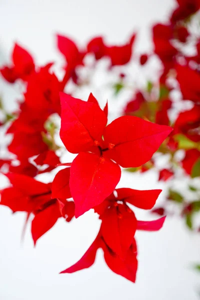 Beyaz arka plan doğa kavramında kırmızı çiçekler 