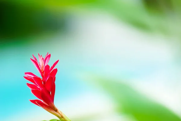 Kızıl kızıl çiçek kutlaması kavramı