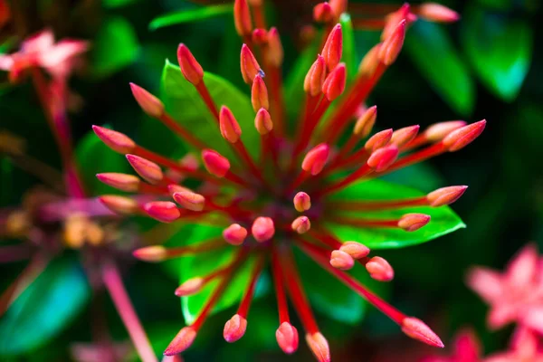 Ixora coccinea kırmızı çiçeği doğanın bahar arkaplan kavramını açar