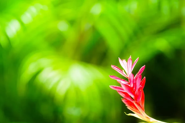 kızıl kızıl çiçek alpinya purpurata