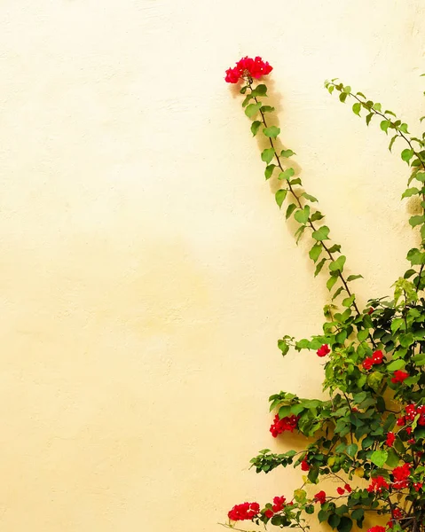 Metin kopyalama alanı için sarı arkaplan boşluğunda kırmızı çiçekler