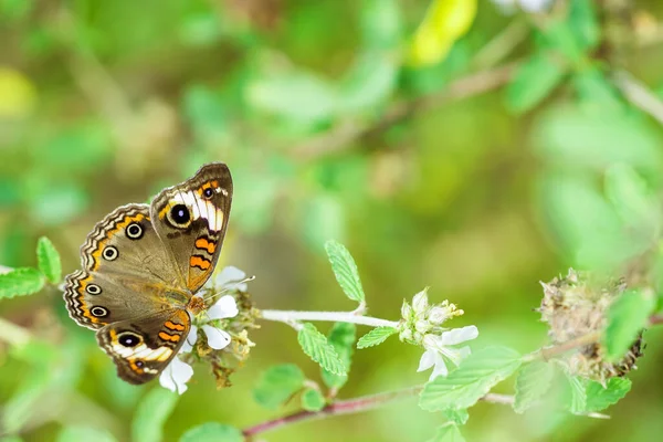 Kelebek çok renkli doğa böceği sahnesinde 