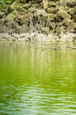 su yansıması kaya ve dallar