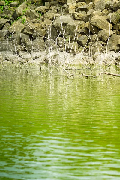 su yansıması kaya ve dallar