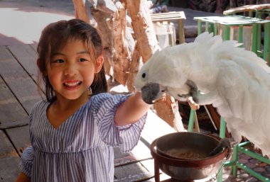 A cute Asian girl petting a white cockatoo bird on its head. Happy and smiling. clipart