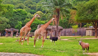 Tayland 'da bir açık hayvanat bahçesinde uyum içinde yaşayan bir grup Afrika vahşi hayvanı..