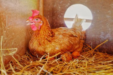 Tayland 'da bir çiftlikte yumurtadan çıkan kahverengi bir tavuk.