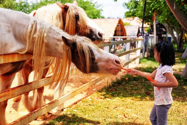 Милая Азиатка Кормит Лошадей Морковью Ферме Таиланде — стоковое фото
