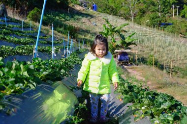 Bahçedeki çilek tarlasında yürüyen tatlı bir Asyalı genç kız..
