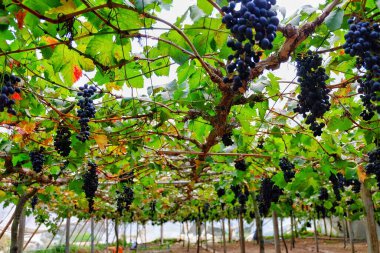 Meyve bahçesindeki asmalarında toplanmaya hazır koyu kırmızı üzümlerin yakın plan fotoğrafı..