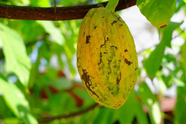 A ripe yellow cocoa pod an a branch in a cocoa plantation on a sunny day, ready to be picked and make into chocolate powder.