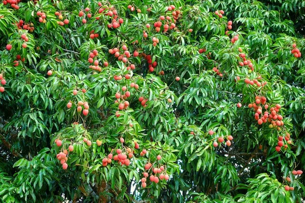 Lychee (lechee, leechee, litchee) olgun kırmızı meyveleri toplanmaya hazır ağaç.