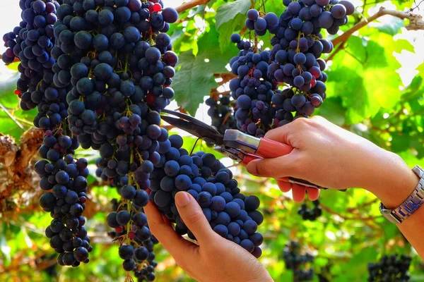 Quadro Perto Uma Mão Com Tesoura Cortando Monte Uvas Uma — Fotografia de Stock