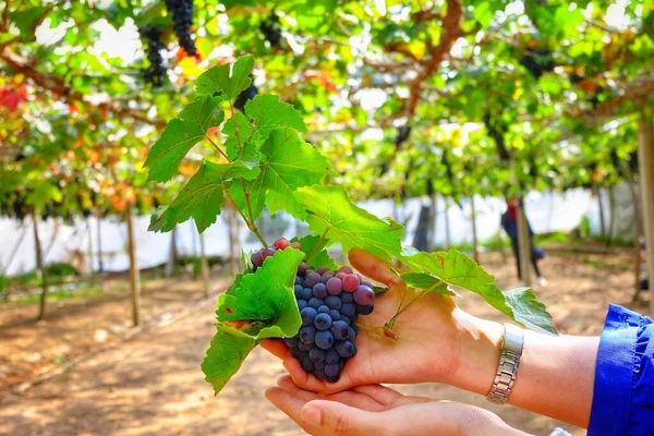 Uma Imagem Close Uma Mão Segurando Monte Uvas Vermelhas Frescas — Fotografia de Stock