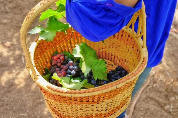一堆成熟的红葡萄被采摘并放进木篮里 — 图库照片