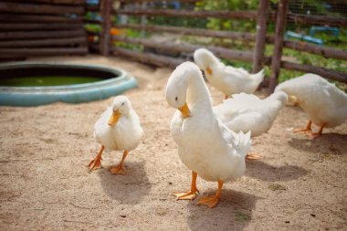 Bir grup beyaz ördek arka planda bir içme kabıyla çevrili..