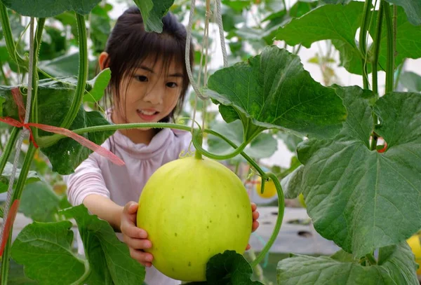 Şirin bir Asyalı kız bahçede olgun karpuzuyla ilgileniyor, gülümsüyor.. 