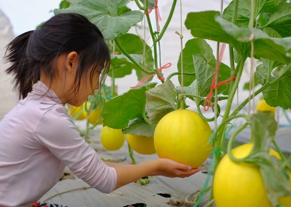 Bahçede olgun kavunuyla ilgilenen tatlı bir Asyalı kız.. 