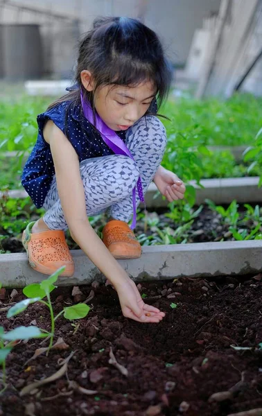 Bahçesine bezelye eken tatlı bir Asyalı kız yere düşmeden önce tohumları elinde tutuyor..