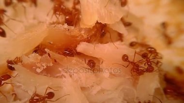 Balık parçasına doğrama bir ateş karıncası kolonisi (makro) video kapatın.