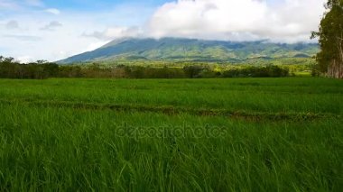 Pirinç tarlaları çevreleyen üzerinden aktif Canlaon yanardağ görünümünü; Negros Oriental, Filipinler. Yanardağ krater bulutlar ile kaplıdır. Kompozisyon rüzgar sallanan büyüme erken aşamalarında pirinç bitkiler üzerinde duruluyor. Mor vurdu