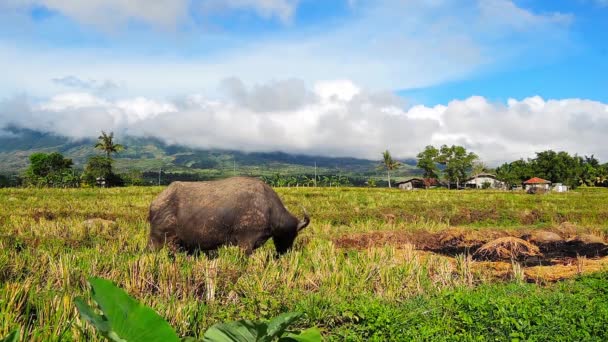 Closer Shot Water Buffaloes Pasturing Newly Harvested Rice Field Native — Stock Video