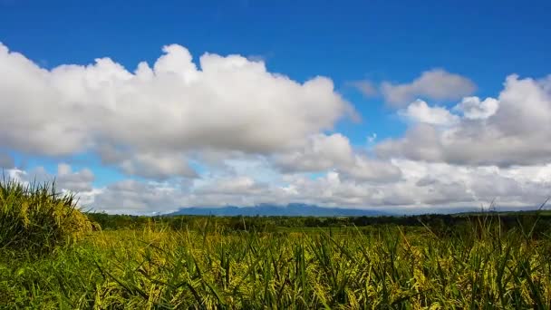 Крупный План Цветущих Рисовых Растений Высокогорных Плантаций Голубым Небом Пышными — стоковое видео