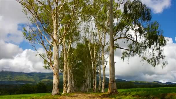 Widok Polnej Drodze Między Pól Ryżowych Otoczeniu Drzew Eukaliptusowych Strzał — Wideo stockowe