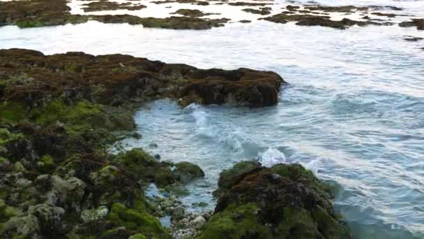Bliska Strzał Omszały Skał Wulkanicznych Alegria Plaża Wyspa Cebu — Wideo stockowe