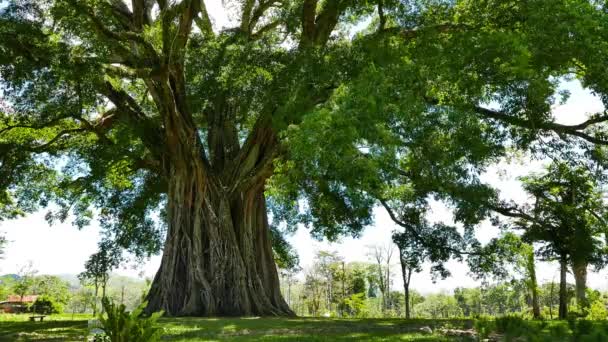 Colpo Albero Più Grande Più Antico Negros Oriental Filippine Adagiato — Video Stock