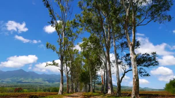 유칼립투스 나무로 둘러싸인 비포장도로 그로스 오리엔탈 필리핀에 Canlaon 배경에서 있습니다 — 비디오