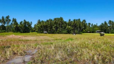 Pirinç tarlaları aktif Hibok Hibok yanardağ (olarak da bilinen Catarman volkan); etek adlı bir görünüm Camiguin Island, Filipinler.
