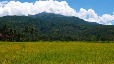 Aktif Hibok Hibok pirinç tarlaları çevreleyen gelen yanardağ (olarak da bilinen Catarman volkan) görünümünü; Camiguin Island, Filipinler.