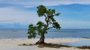 Siquijor Adası shores bir garip şekilli mangrov ağaç düşük gelgit sırasında gösterilen bir video; arka plan ile okyanusta.