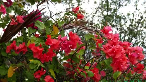 Profundidade Rasa Campo Close Flores Vermelhas Bougainvillea Balançando Com Brisa — Vídeo de Stock
