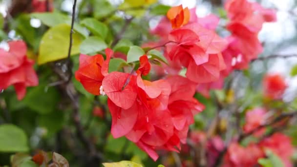 Uma Profundidade Muito Detalhada Rasa Campo Close Flores Vermelhas Bougainvillea — Vídeo de Stock